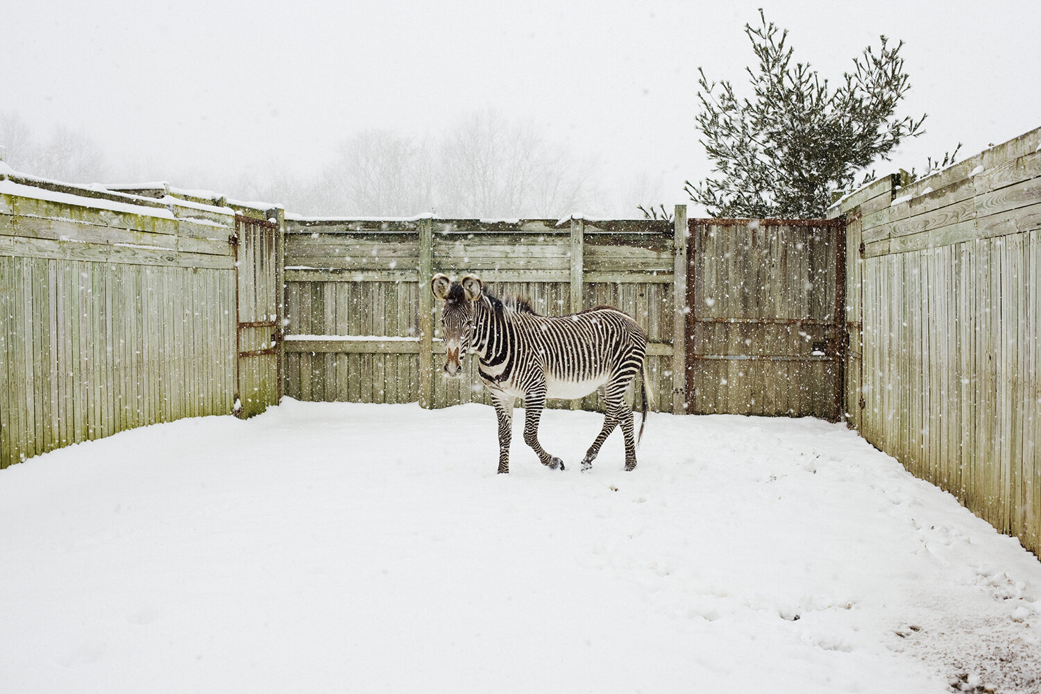 Matt Eich, Elvis the Zebra